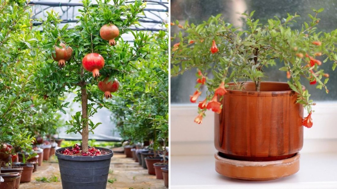 How to Grow a Pomegranate Tree in a Pot: Complete Guide to Container Gardening and Care
