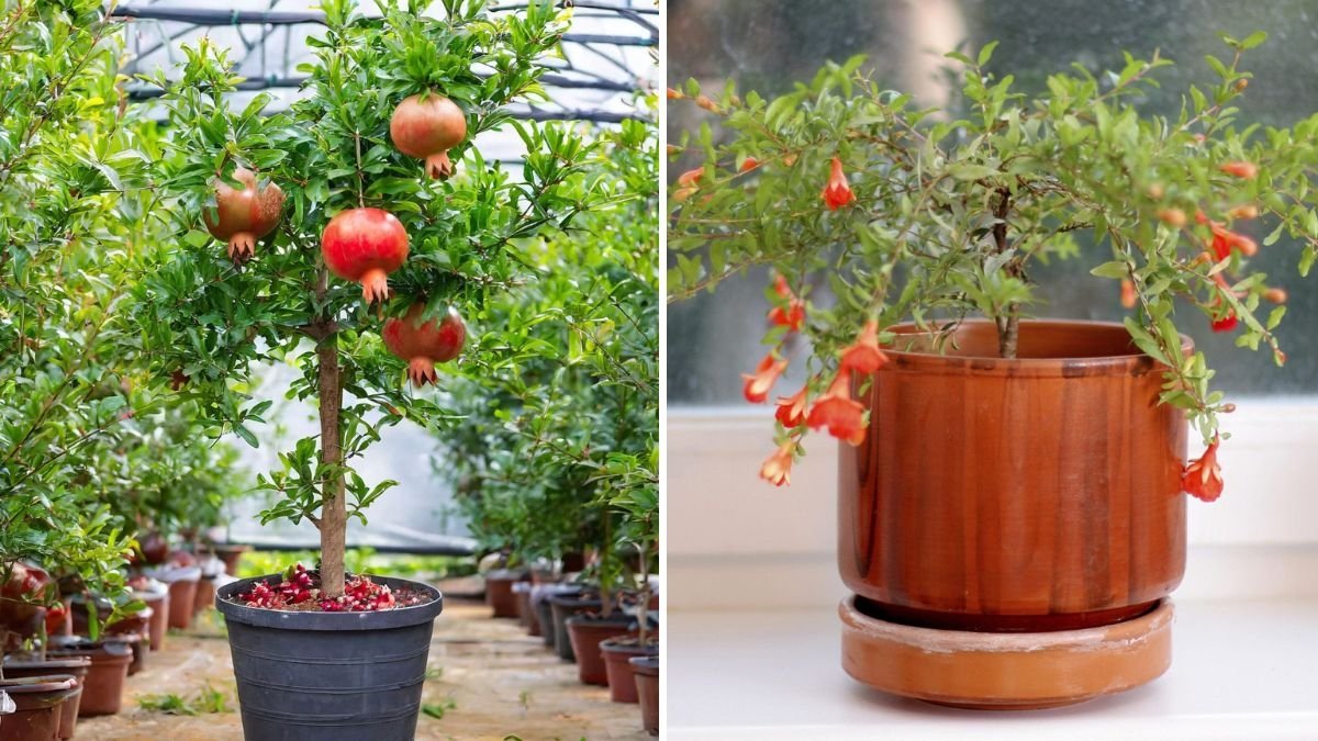 How to Grow a Pomegranate Tree in a Pot: Complete Guide to Container Gardening and Care