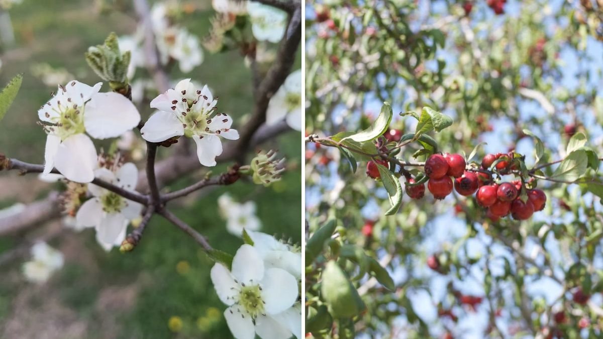 Planting Mayhaw Trees: A Complete Garden Tour and Guide for Thriving Fruit