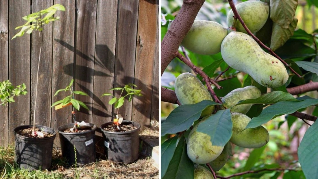4 Secrets for Growing Pawpaw Trees: The Ultimate Pawpaw Tree Growing Guide