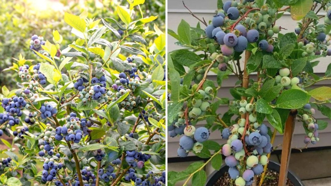 The Fall Greenhouse: How to Harvest Garden Huckleberries and Grow 3 Gallons of Fruit in One Season
