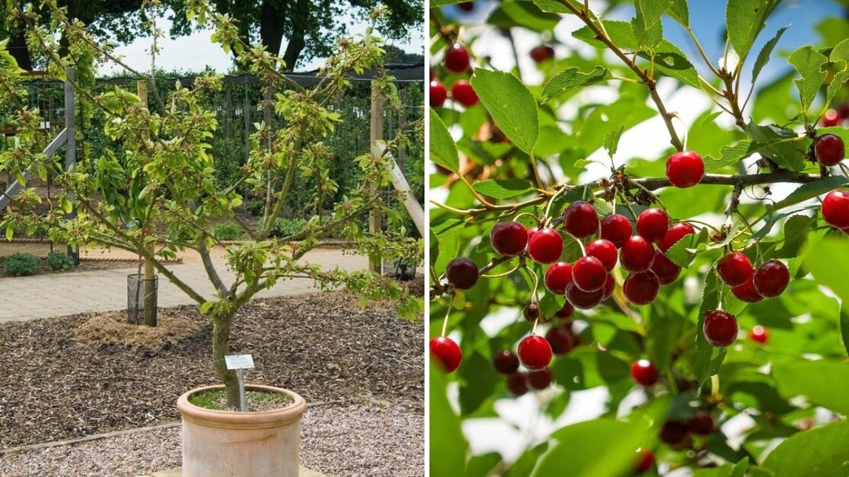 Pruning a Newly Planted Tart Cherry Tree: Step-by-Step Guide for Healthy Growth and Strong Fruit Production