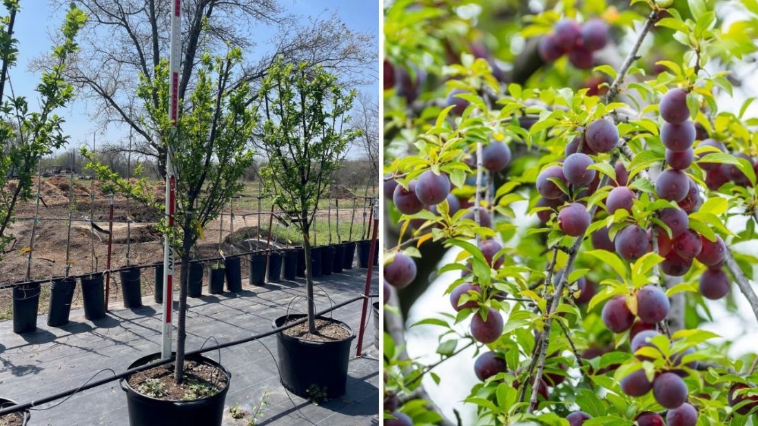 Planting a Santa Rosa Plum Tree: A Complete Guide to Growing Sweet, Juicy Plums in Your Garden