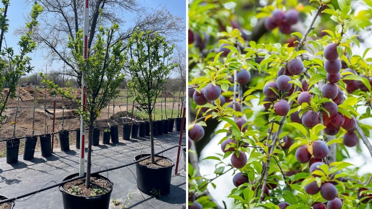 Planting a Santa Rosa Plum Tree: A Complete Guide to Growing Sweet, Juicy Plums in Your Garden