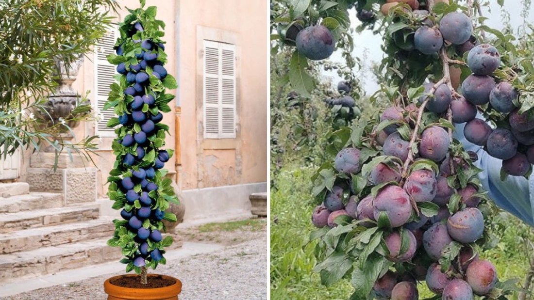 Black Amber Plum: The King of Plums – Juicy, Long-Life, and the Best Variety to Grow in Your Garden