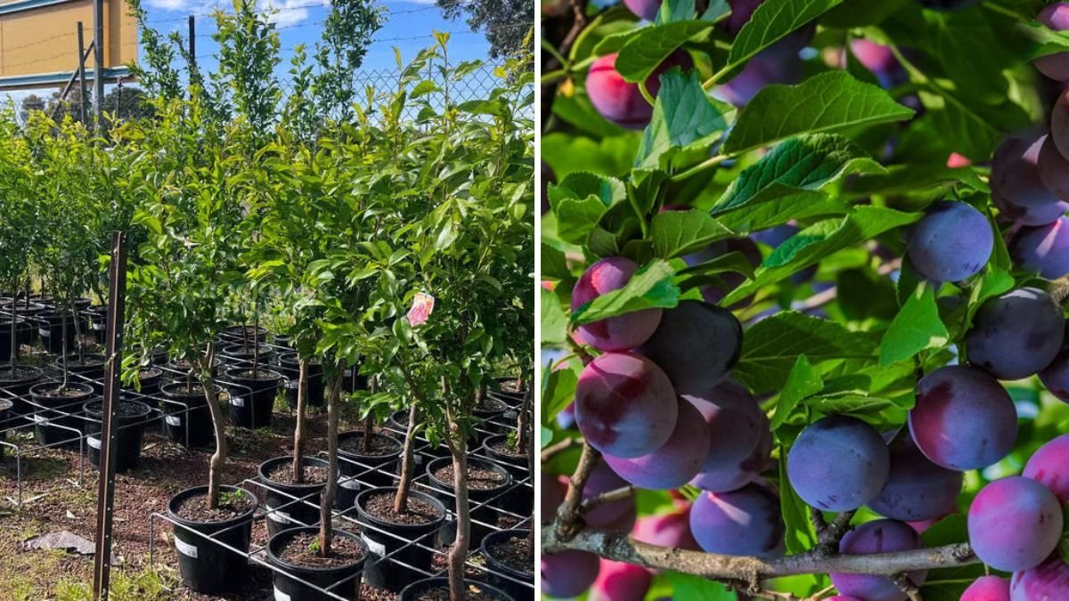 Growing Satsuma Plum Trees: A Complete Guide to Planting, Care, and Harvesting Juicy Fruits