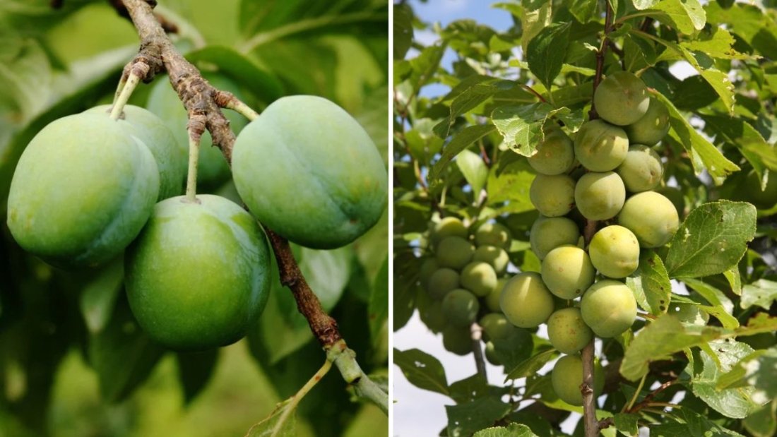 Plum and Greengage Heaven: A Complete Guide to Growing Juicy Plums and Sweet Greengages in Your Garden