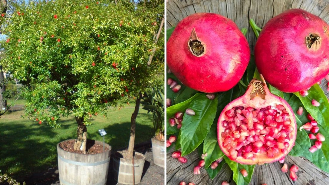 The First Parfianka Pomegranate Flower of the Season: A Promise of Sweet Rewards