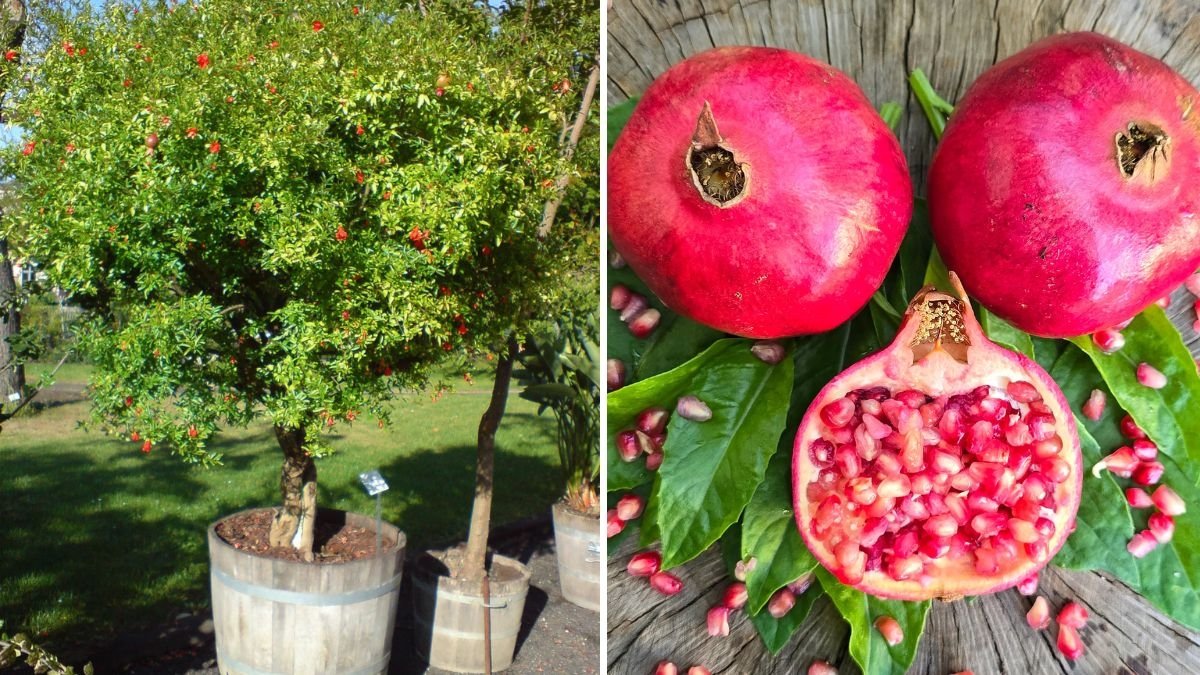 The First Parfianka Pomegranate Flower of the Season: A Promise of Sweet Rewards