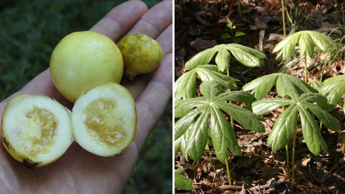 Mayapple Transplant: How to Grow and Care for This Enchanting Native Woodland Plant – A Guide Inspired by Alison Pearce’s Garden Discovery