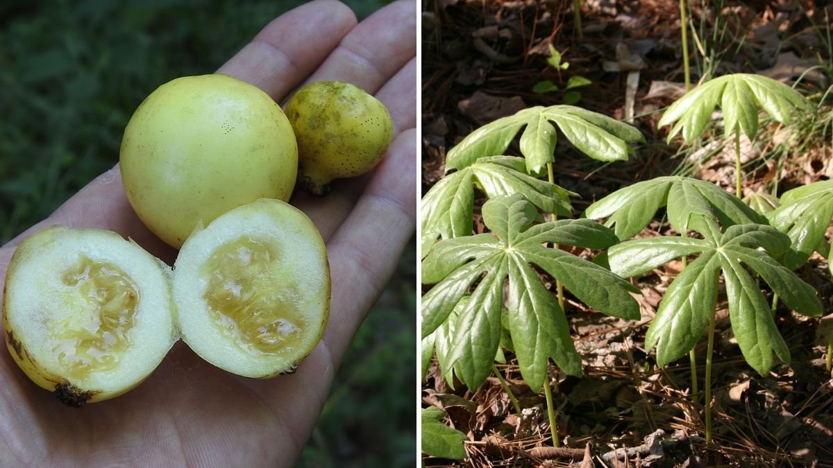 Mayapple Transplant: How to Grow and Care for This Enchanting Native Woodland Plant – A Guide Inspired by Alison Pearce’s Garden Discovery