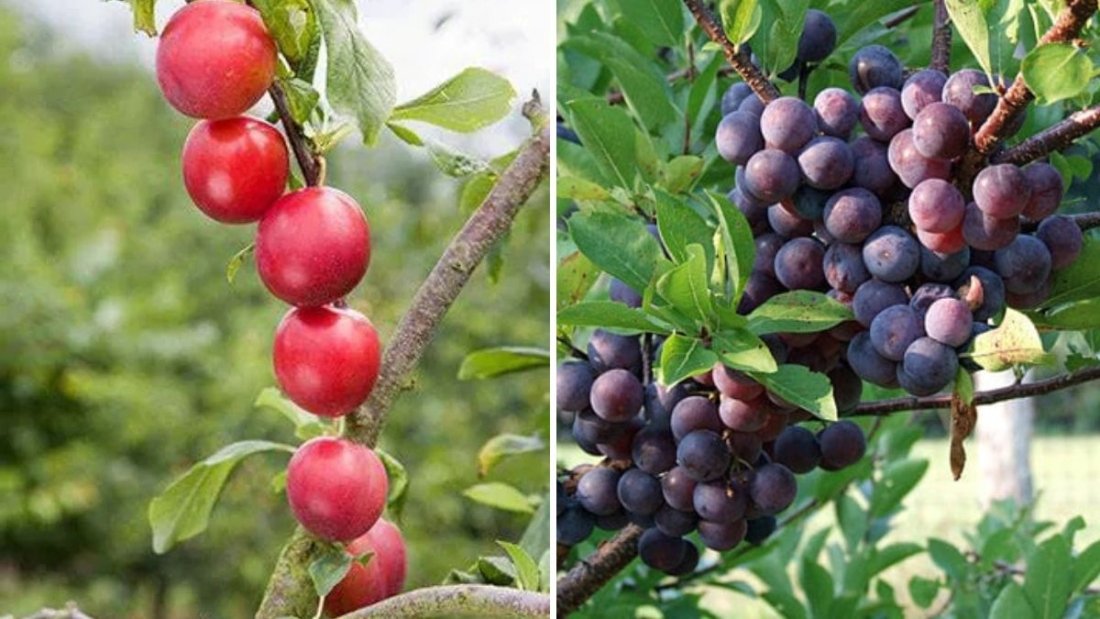 Beach Plum Tree Review and Care: A Coastal Treasure for Home Gardeners