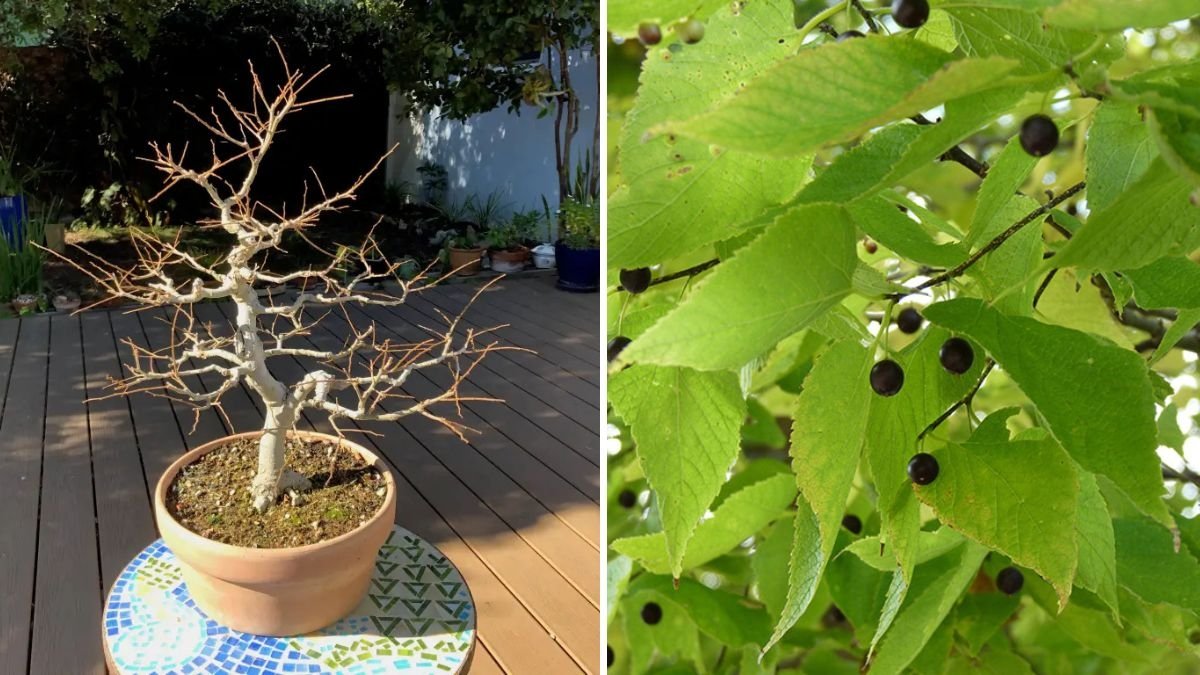 Hackberry Bonsai: The Art of Repotting and Root Pruning for a Thriving Miniature Tree