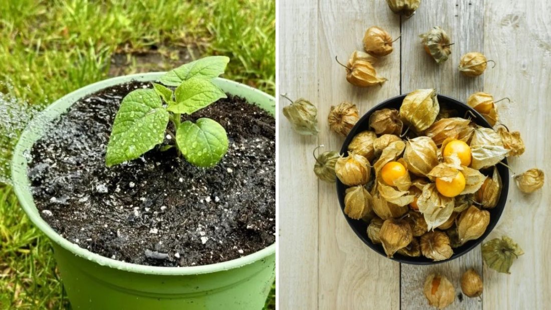 How to Grow Ground Cherry from Seeds to Sprout: A Complete Beginner’s Guide to This Sweet Golden Fruit
