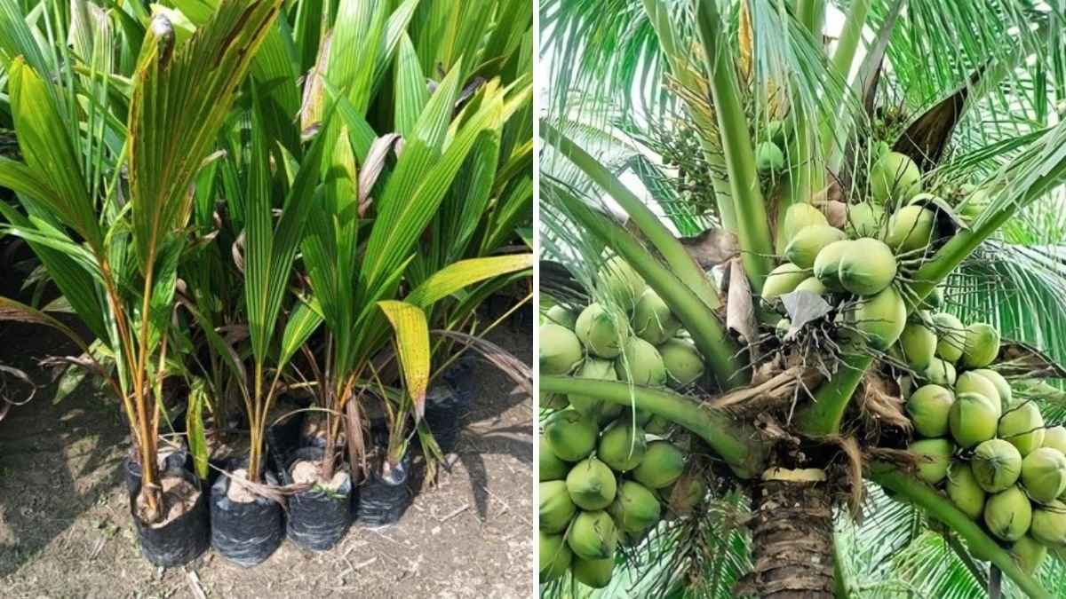 How to Grow and Plant a Coconut Tree at Home: Step-by-Step Guide for Healthy Growth and Higher Yields (Part 1)