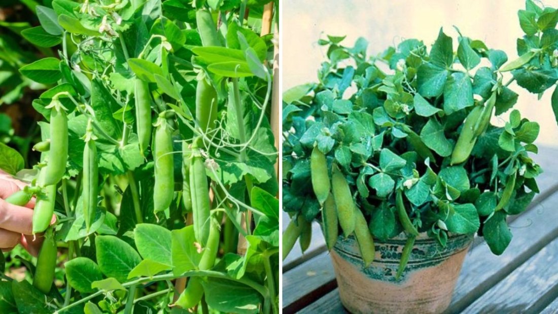 5 Proven Tips to Grow a Ton of Snow Peas — From Seed to Harvest Like a Pro