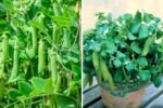 5 Proven Tips to Grow a Ton of Snow Peas — From Seed to Harvest Like a Pro