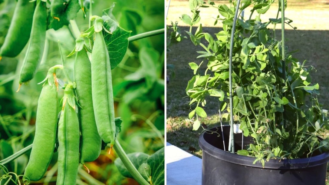 Growing Sugar Snap Peas in Containers: A Complete Guide from Seed to Harvest