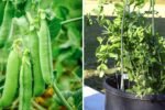 Growing Sugar Snap Peas in Containers: A Complete Guide from Seed to Harvest