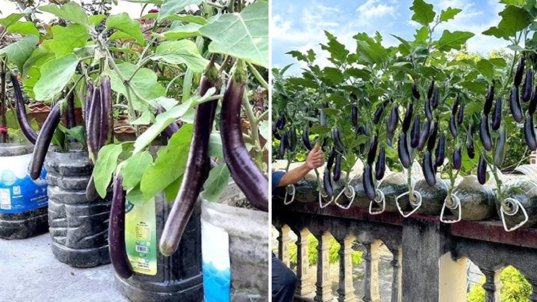 Pruning Eggplants for Bigger Yields and Faster Harvests: A Complete Beginner’s Guide