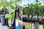 Pruning Eggplants for Bigger Yields and Faster Harvests: A Complete Beginner’s Guide