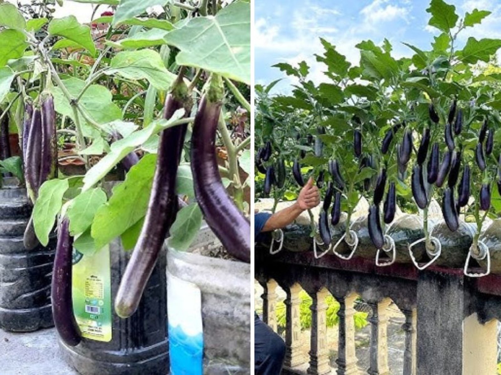 Pruning Eggplants for Bigger Yields and Faster Harvests: A Complete Beginner’s Guide