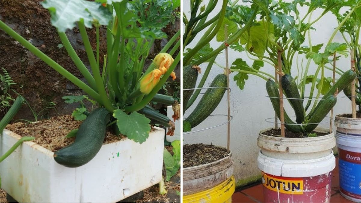 Why Growing Zucchini Is So Easy: A Complete Guide to Growing Zucchini at Home