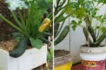 Why Growing Zucchini Is So Easy: A Complete Guide to Growing Zucchini at Home