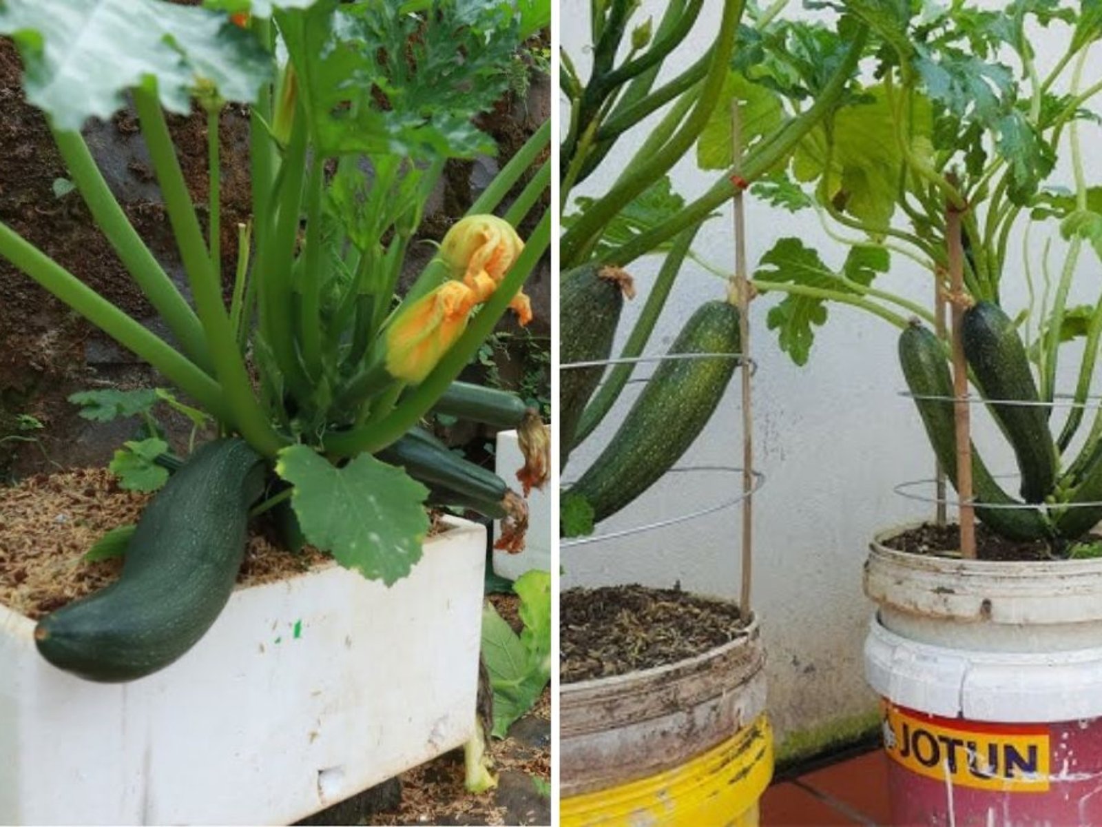 Why Growing Zucchini Is So Easy: A Complete Guide to Growing Zucchini at Home