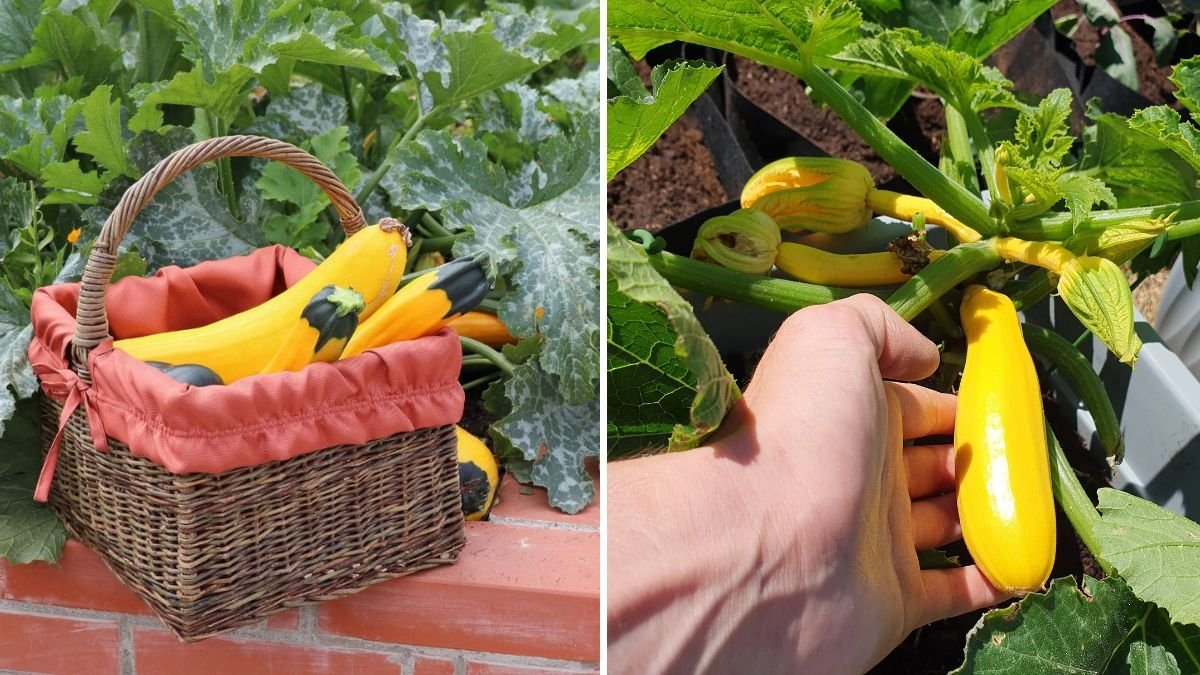 Harvesting Yellow Squash and Zucchini: Simple Growing, Cutting, and Care Tips for a Bountiful Home Garden