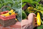 Harvesting Yellow Squash and Zucchini: Simple Growing, Cutting, and Care Tips for a Bountiful Home Garden