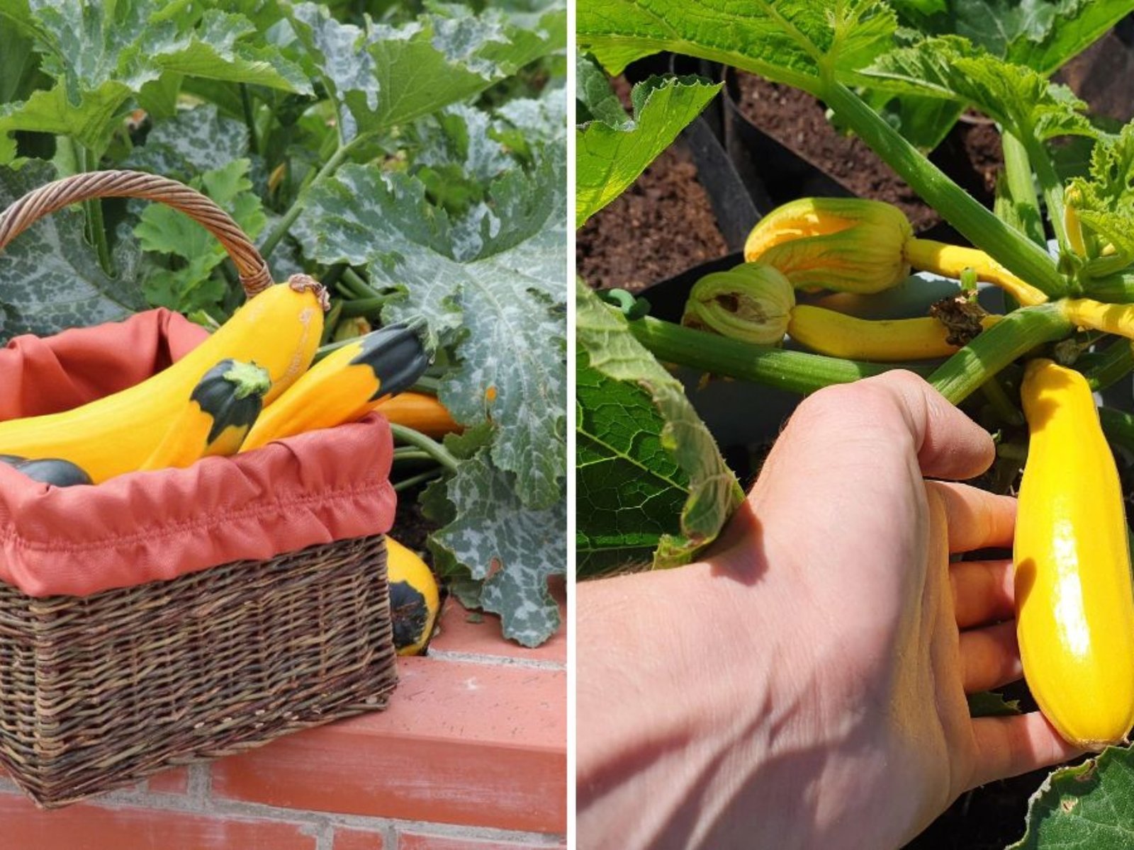 Harvesting Yellow Squash and Zucchini: Simple Growing, Cutting, and Care Tips for a Bountiful Home Garden