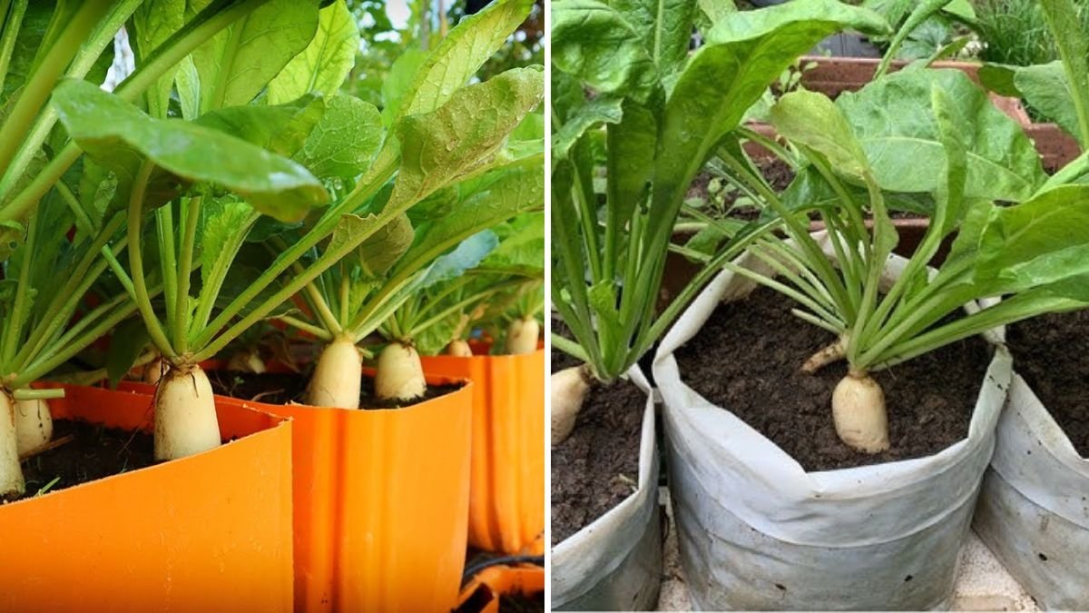 How to Grow Daikon Radish in a 5-Gallon Bucket: The Complete Seed-to-Harvest Guide