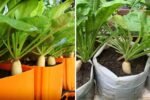 How to Grow Daikon Radish in a 5-Gallon Bucket: The Complete Seed-to-Harvest Guide