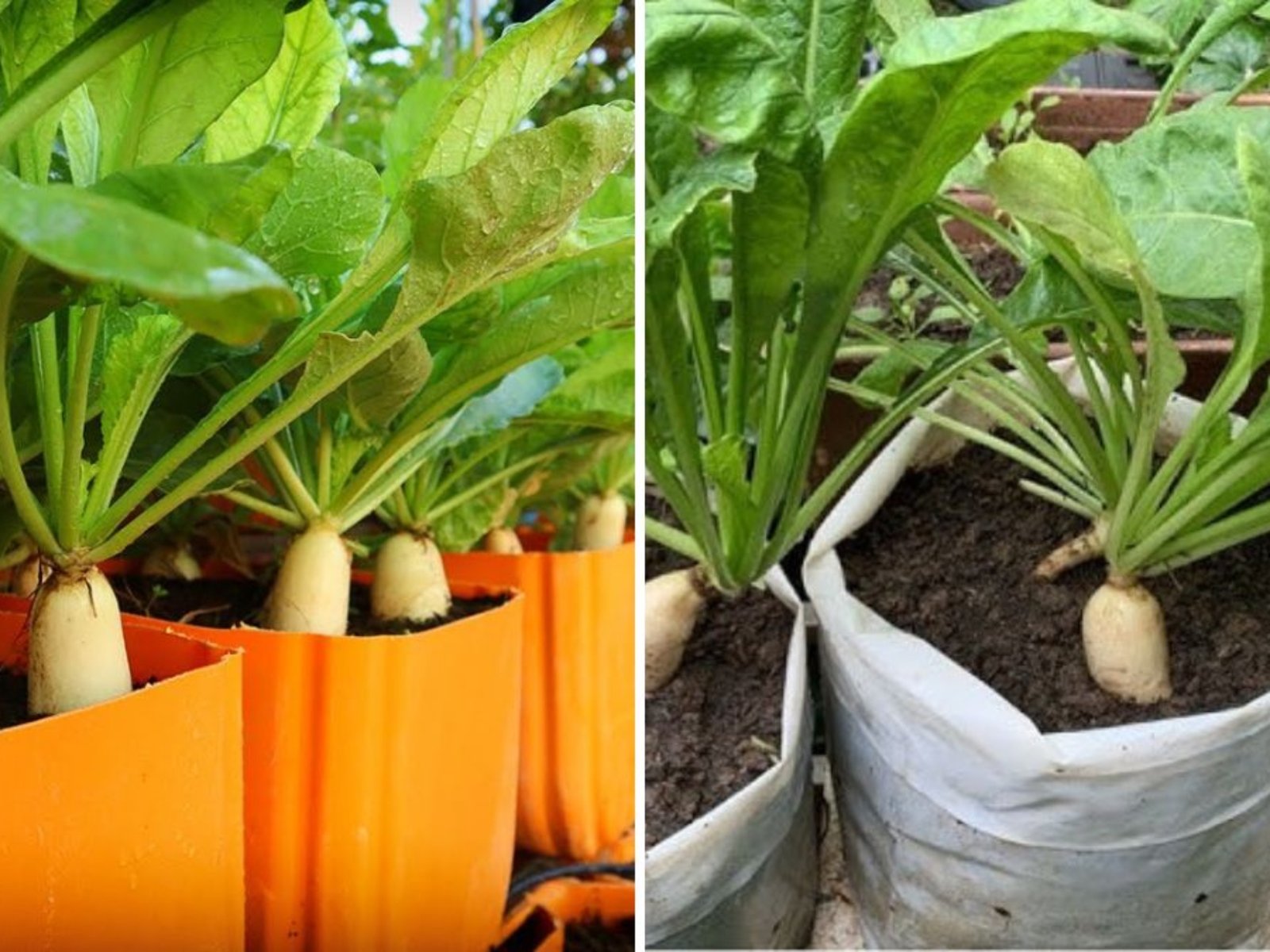 How to Grow Daikon Radish in a 5-Gallon Bucket: The Complete Seed-to-Harvest Guide