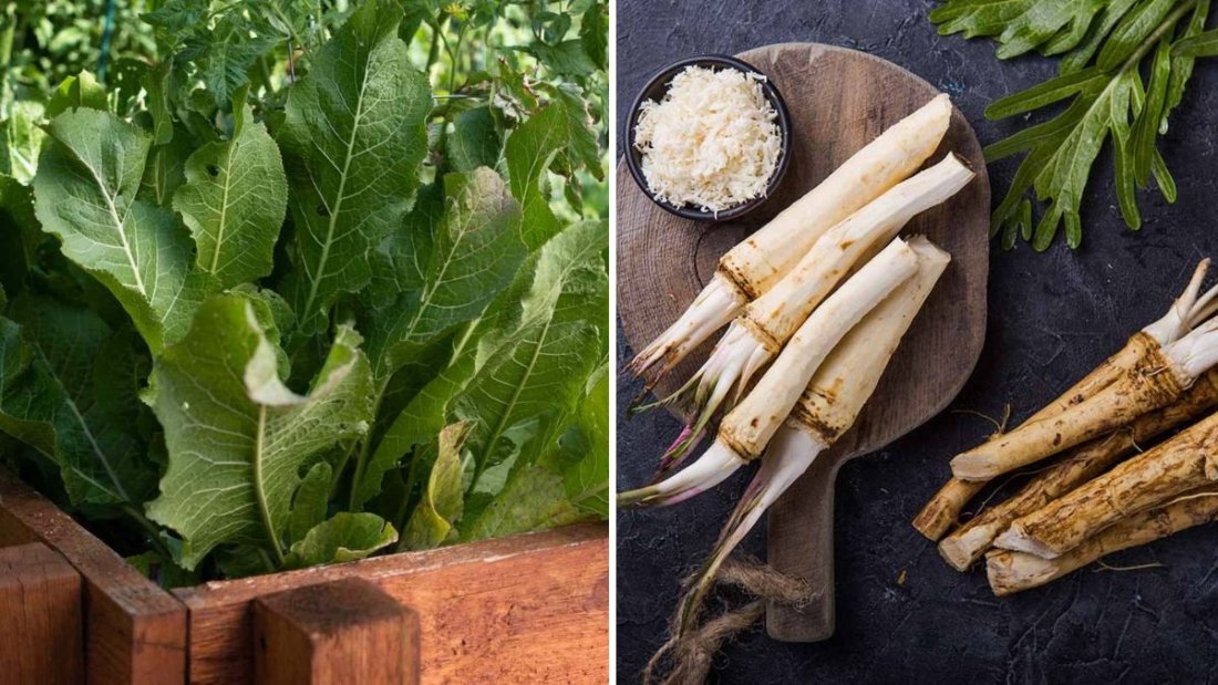 When and How to Harvest Horseradish: A Complete Guide to Digging, Preparing, and Storing Fresh Roots