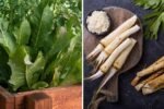 When and How to Harvest Horseradish: A Complete Guide to Digging, Preparing, and Storing Fresh Roots