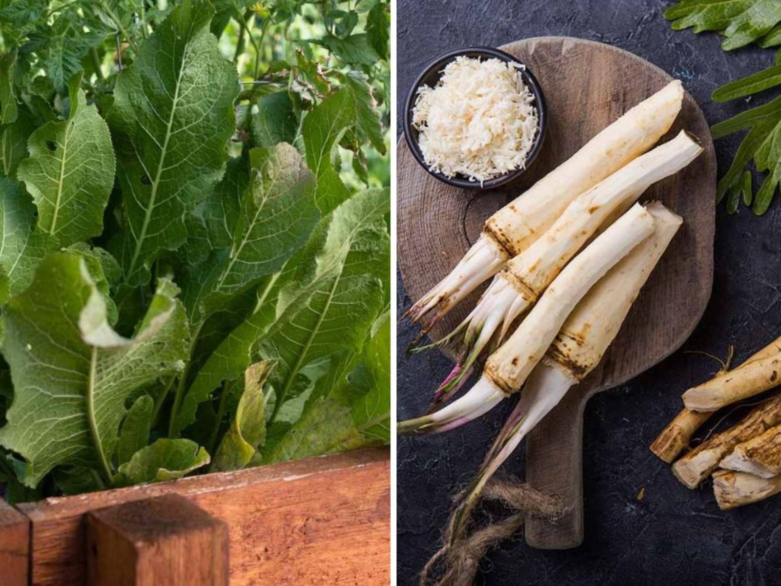 When and How to Harvest Horseradish: A Complete Guide to Digging, Preparing, and Storing Fresh Roots