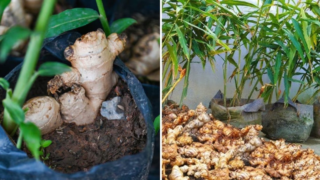 How to Grow Ginger at Home for Your Family to Enjoy All Year Round