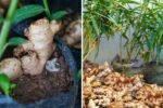How to Grow Ginger at Home for Your Family to Enjoy All Year Round