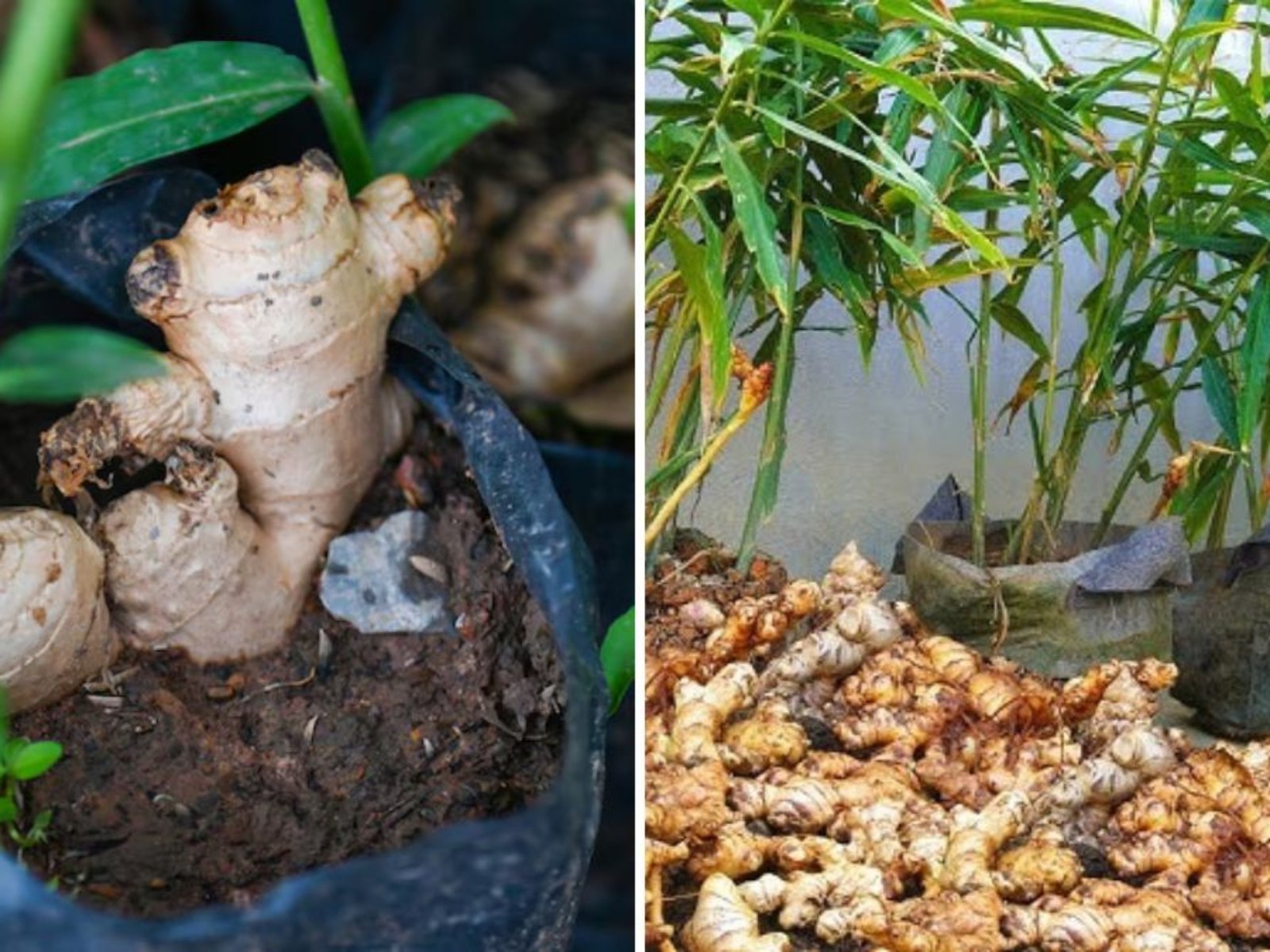 How to Grow Ginger at Home for Your Family to Enjoy All Year Round