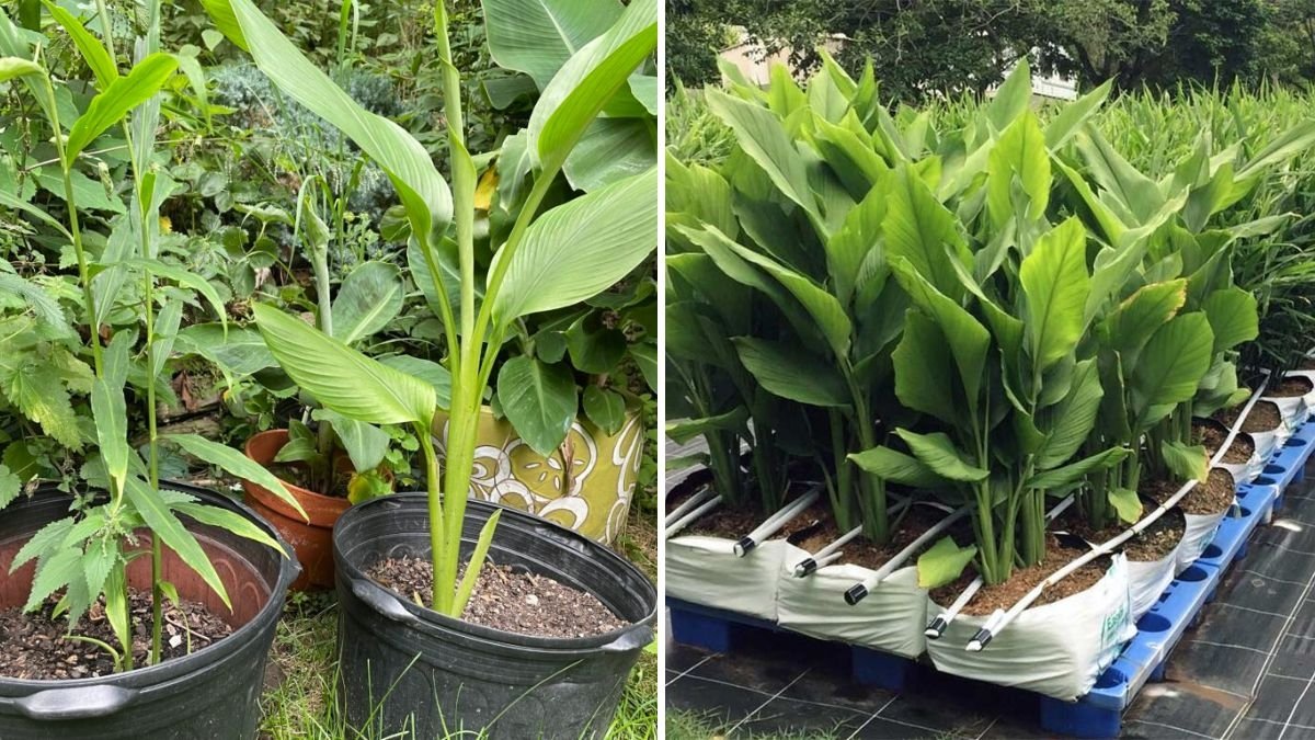 How to Fast Grow Organic Turmeric in Useless Plastic Bags for a Big Harvest