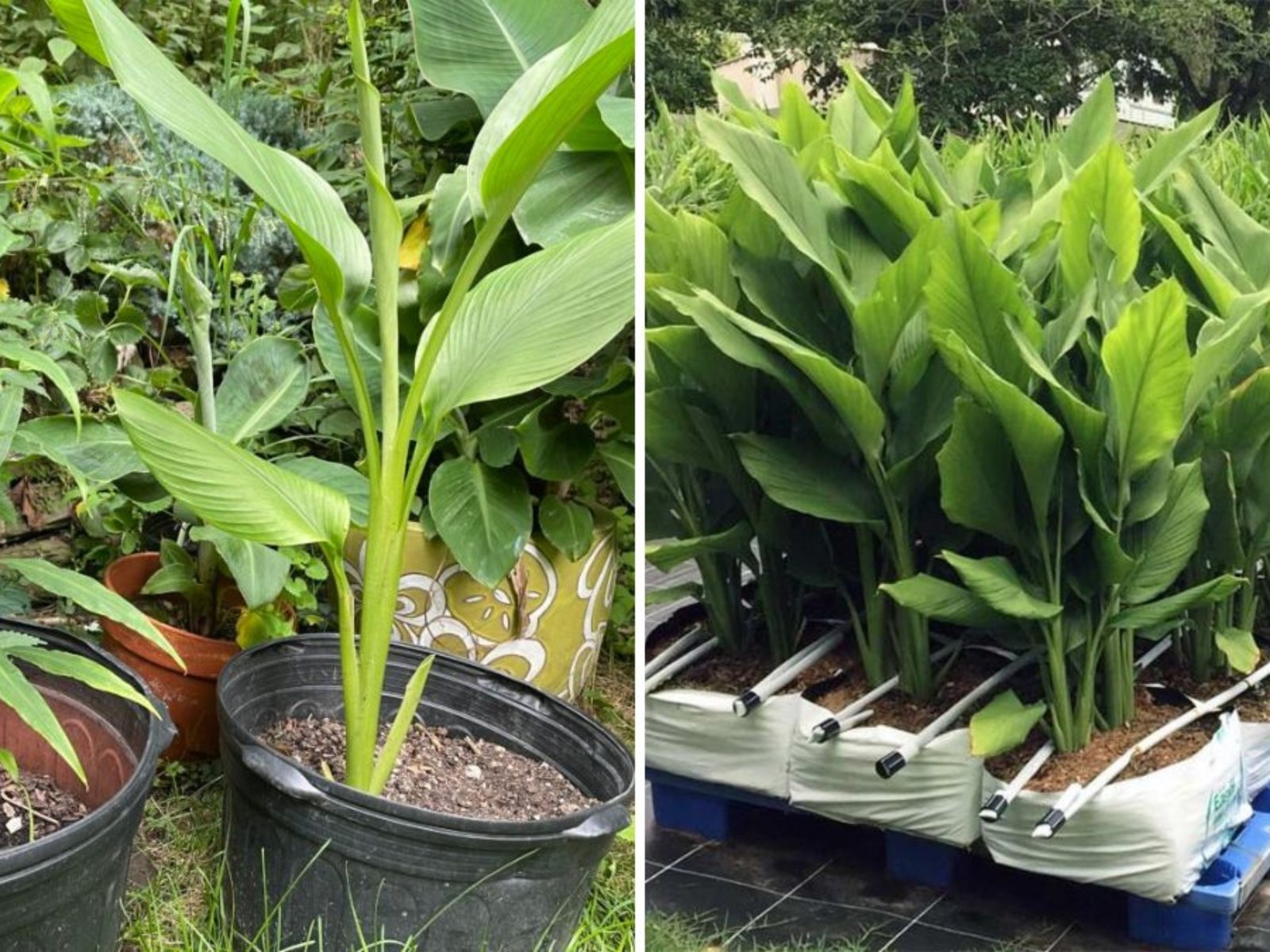 How to Fast Grow Organic Turmeric in Useless Plastic Bags for a Big Harvest