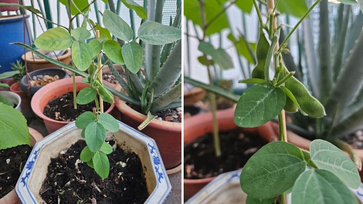 How to Plant and Grow Edamame (Soybeans) Step-by-Step: Your Complete Home Gardening Guide