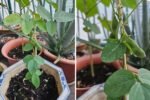 How to Plant and Grow Edamame (Soybeans) Step-by-Step: Your Complete Home Gardening Guide