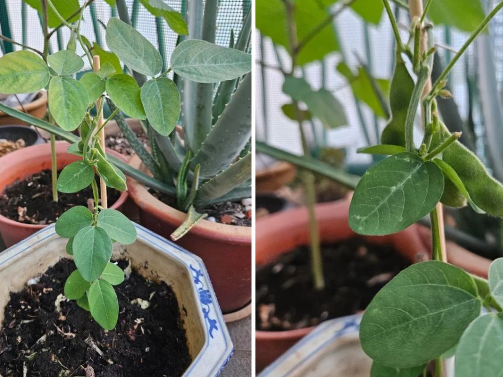 How to Plant and Grow Edamame (Soybeans) Step-by-Step: Your Complete Home Gardening Guide