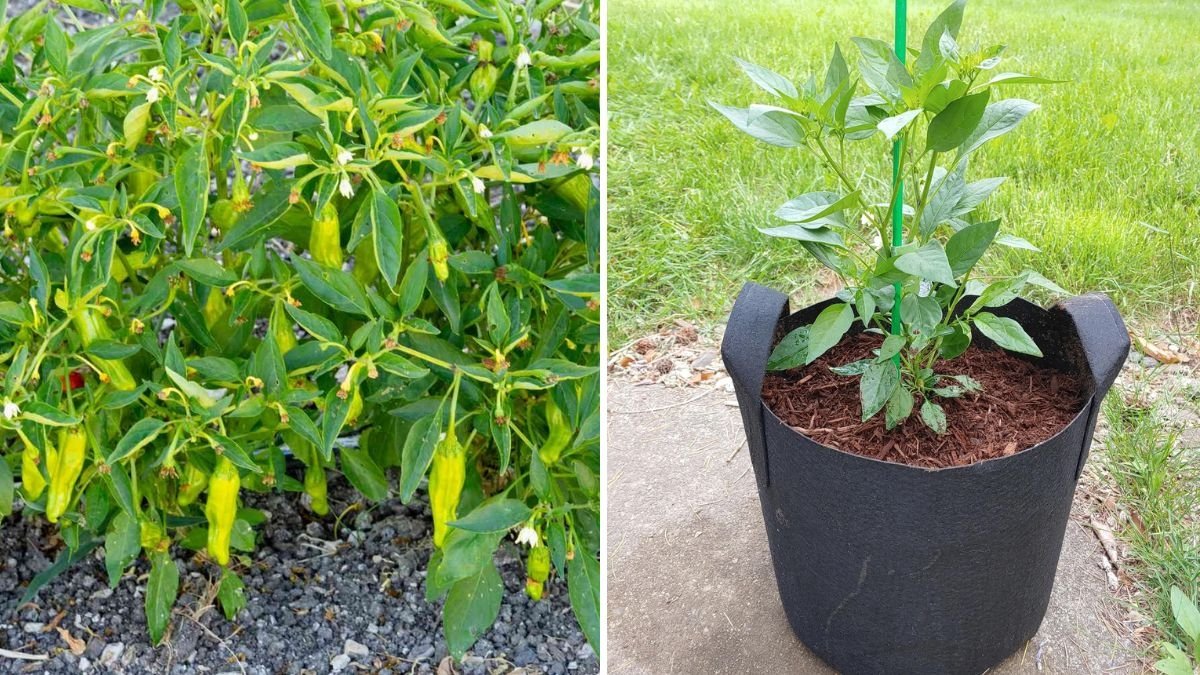 How to Grow, Harvest, and Cook Shishito Peppers – From Garden to Table with the Easiest Recipe Ever