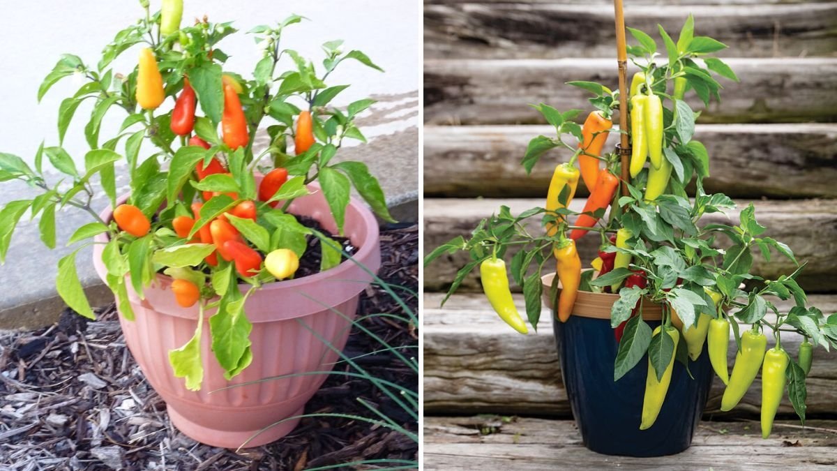 How to Plant and Grow Hungarian Hot Wax Peppers in Your Garden — A Complete Step-by-Step Guide for Spicy Success