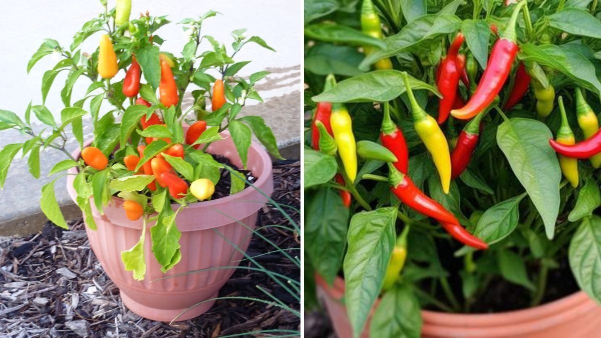 How to Grow Bird’s Eye Chili (Thai Chili Pepper) Organically in Containers – A Complete Guide