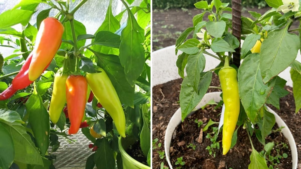 How We Harvested Over 200 Hungarian Peppers in a Self-Growing Planter Torpedopot – The Ultimate Organic Growing Guide